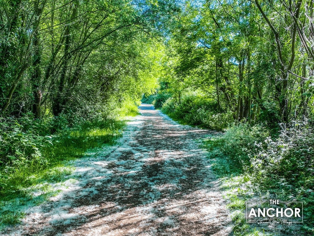Spring photo of Stanwell Moor lake with pollen on the ground
