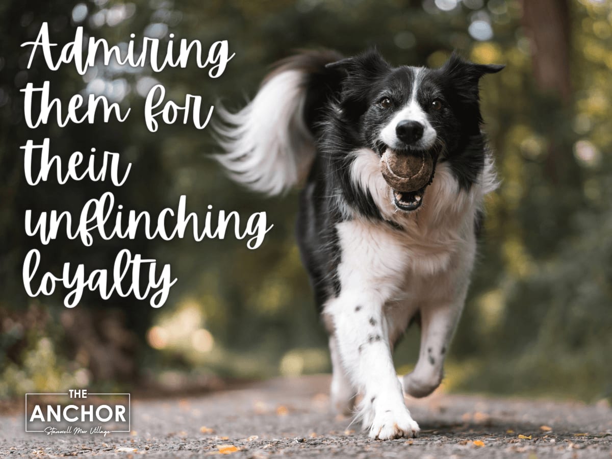 the importance of being dog friendly image