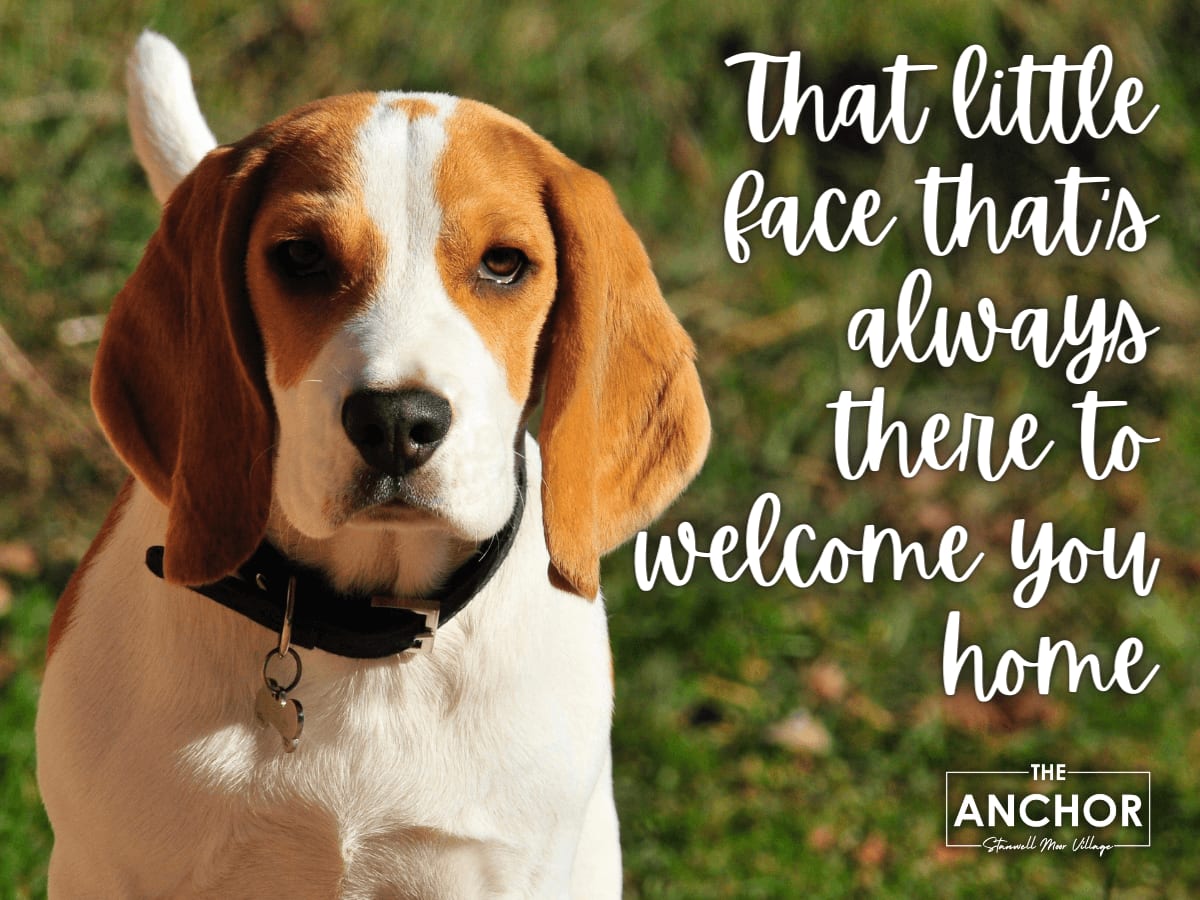 the importance of being dog friendly image
