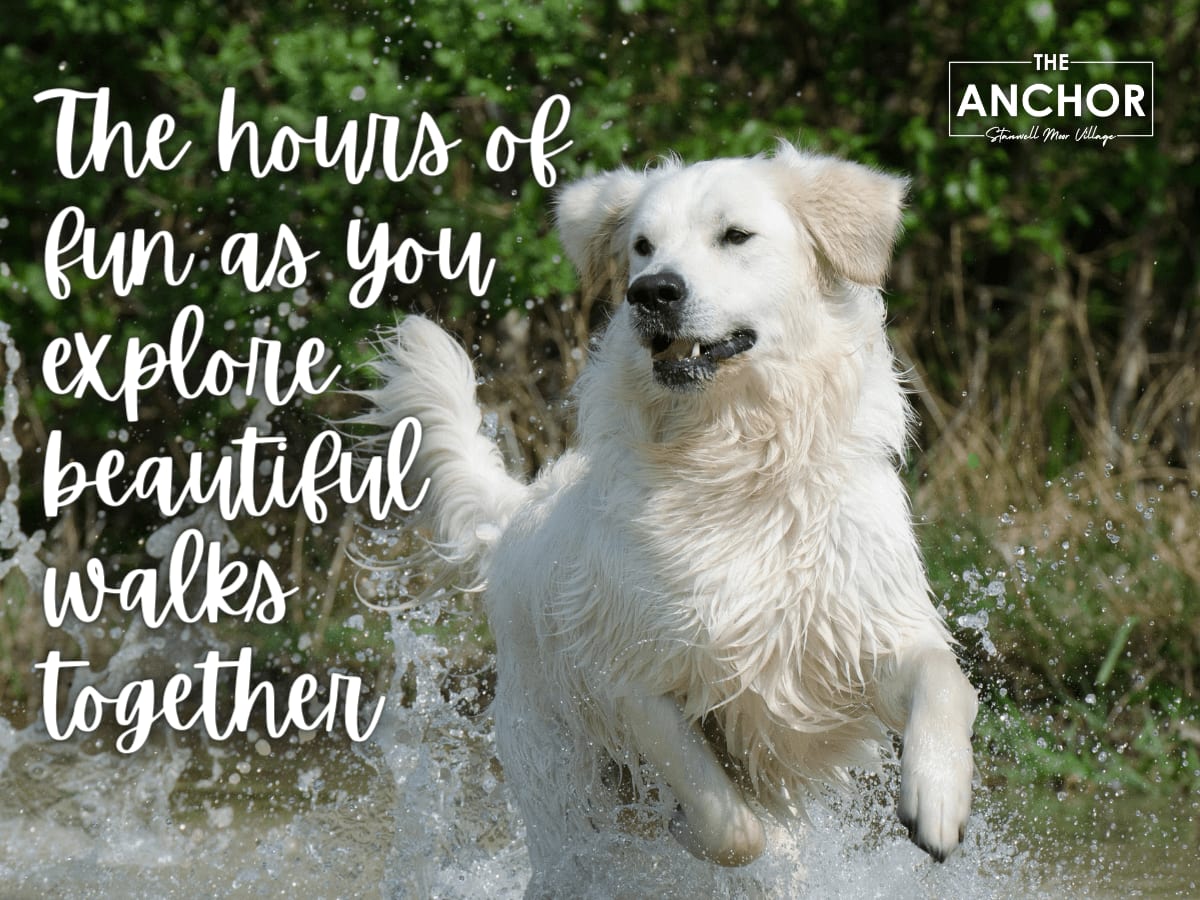 the importance of being dog friendly image
